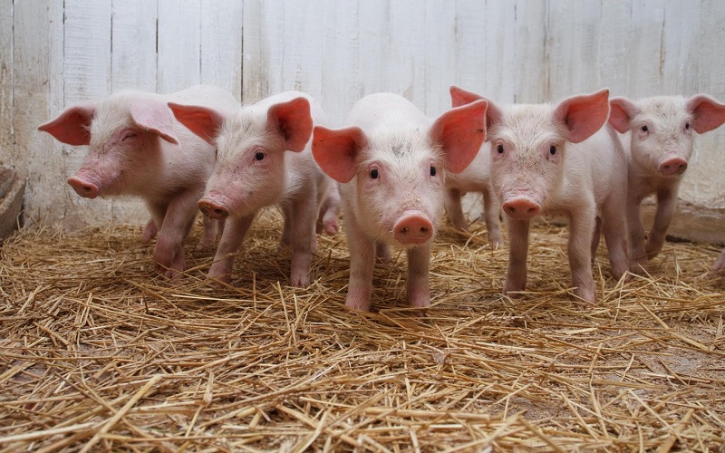 Ветеринарные службы предупреждают об опасности свиной чумы